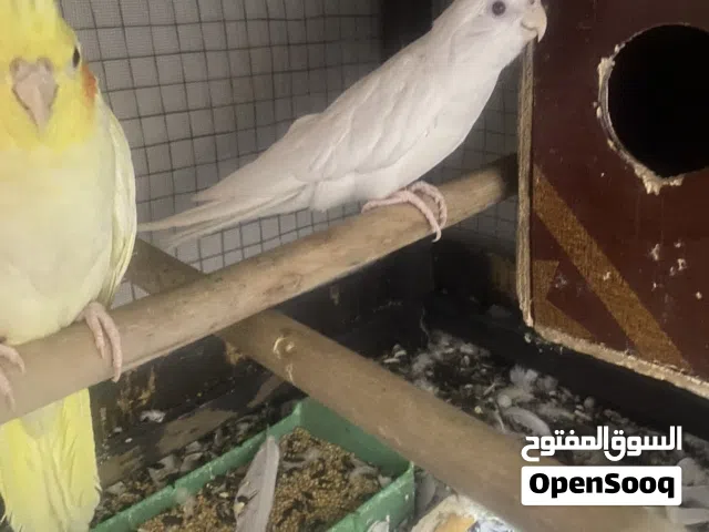زوج كوكتيل بزارات اقرة الوصف