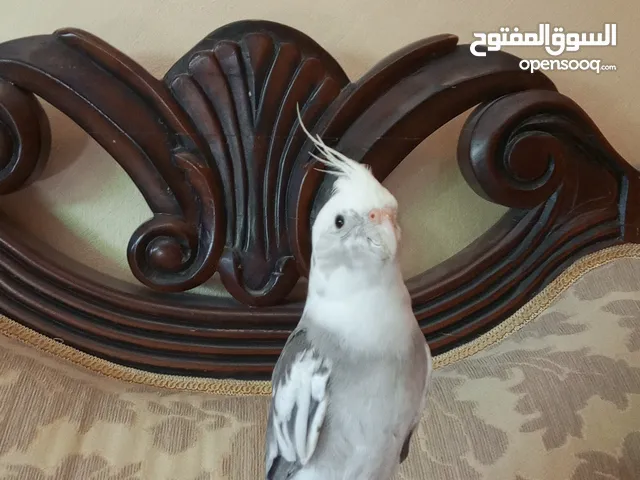 جوز كوكتيل وفرخ وأنثى للبيع بسعر مغري