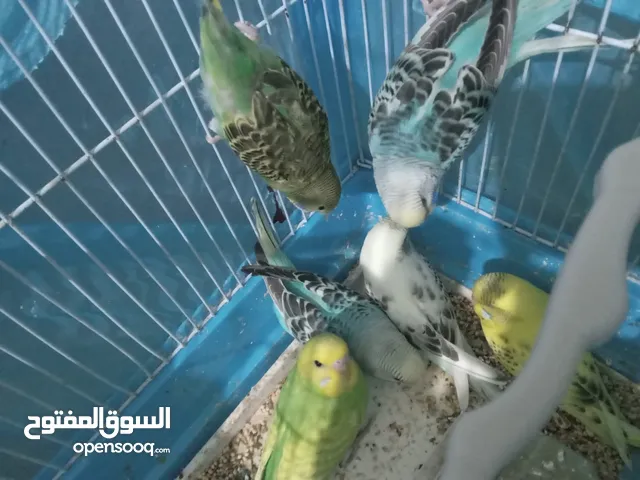طيور الحب نوع البادجي بأحلى الألوان والأصوات
