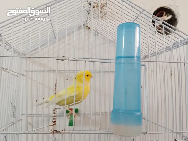 كناري للبيع