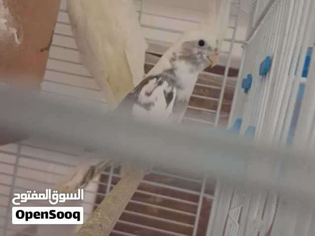 كوكتيل جوزين  العمر سنه مع اقفاص وطعام