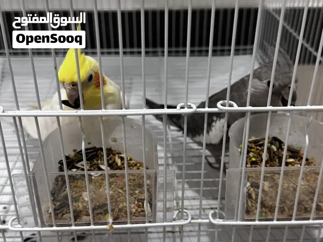2 عصافير كوكتيل للبيع