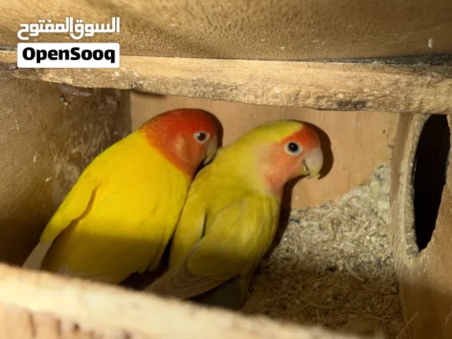 كوبيأ بركديلو اورنج اقرأ الوصف