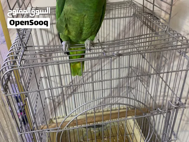 ببغاء امازون بصحة جيده