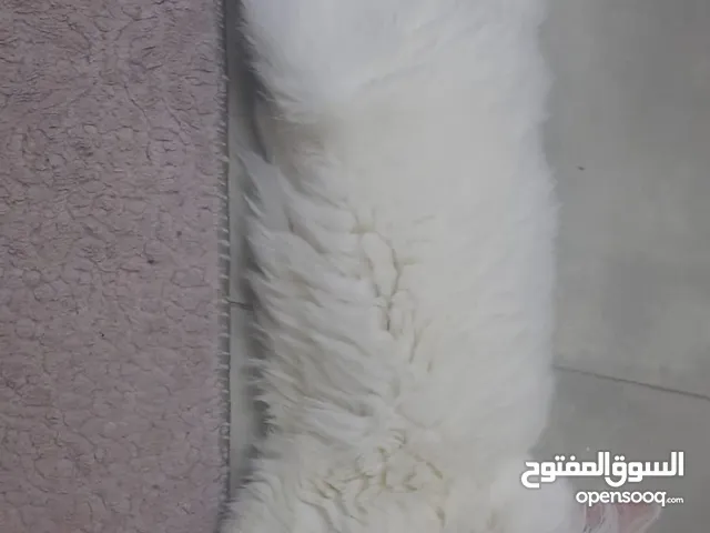 قطة شيرازي بيضاء للتبني لمدة ثلاث اشهر