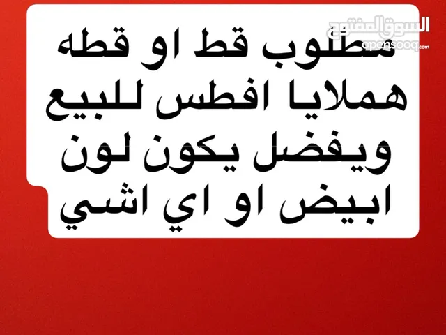 مطلوب ويكون عمرها صغير