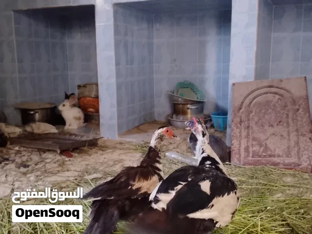 كوبيه بط الله يبارك