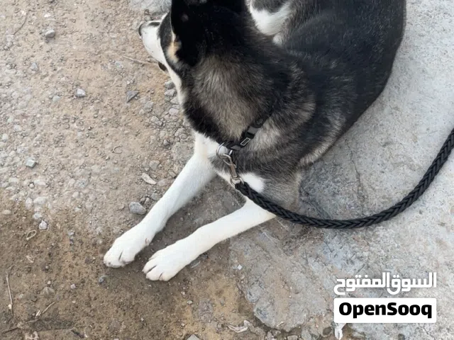 جلب هاسكي صغير عمره 6 شهور