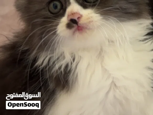 قط عمر شهرين 2m shirazi Cat