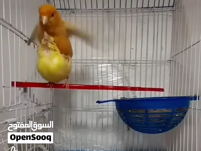 زوجين  كناري  زوج جواهن فرخ  بدايه تلكيط تبزير عراقي فول شرط التغريد