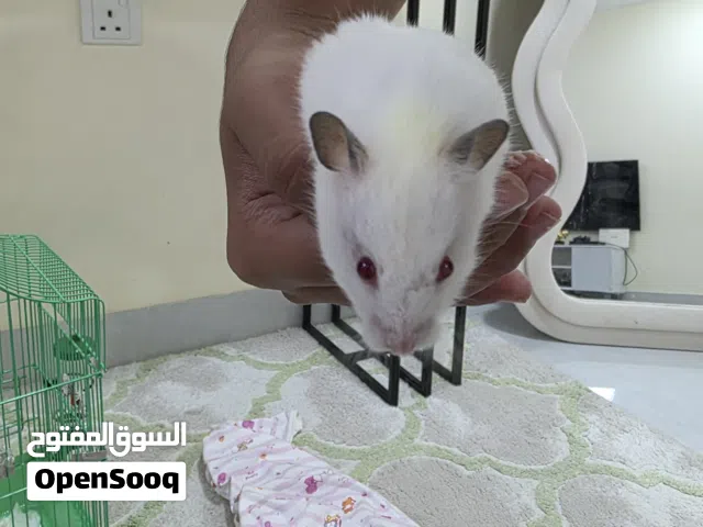 humster for sale with cage