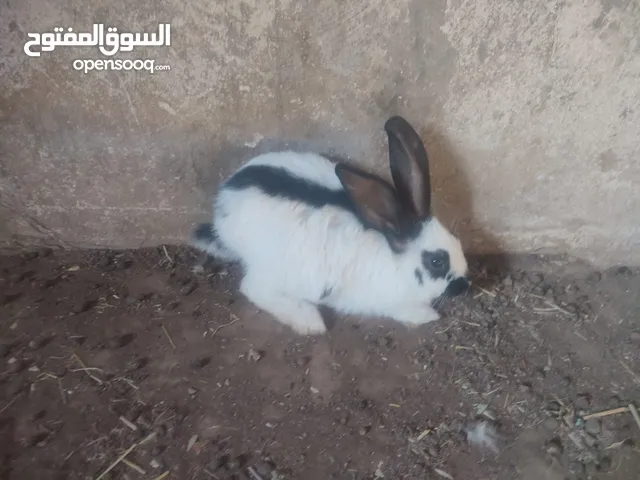 انثي بابيون للبدل على اناثي او للبيع