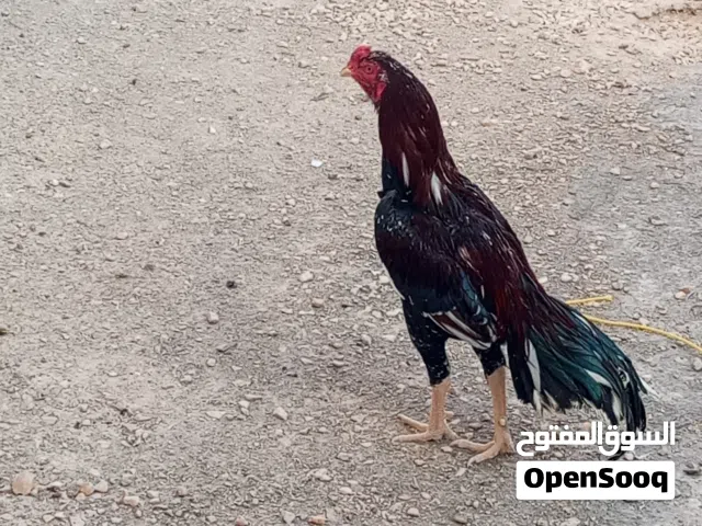 دجاج باكستانيه انواع واشكال وسلالات