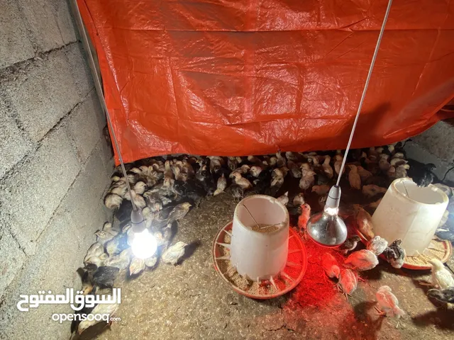 دجاج عماني للبيع شاهد الوصف