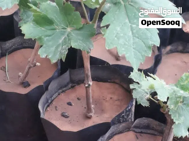 عنب الزويتينه