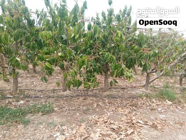 Farm Land for Sale in Matruh Alamein