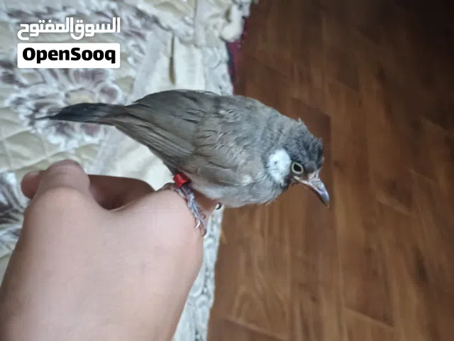 السلام عليكم بلبل مخلفالسلام عليكم بلبلالسلام عليكم بلبلالسلام عليكم بلبل مخلفنا للبيع للبيع هو الق