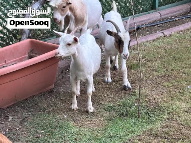 للبيع جيكيات