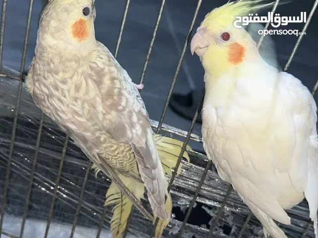 كوبيا كوكتيل