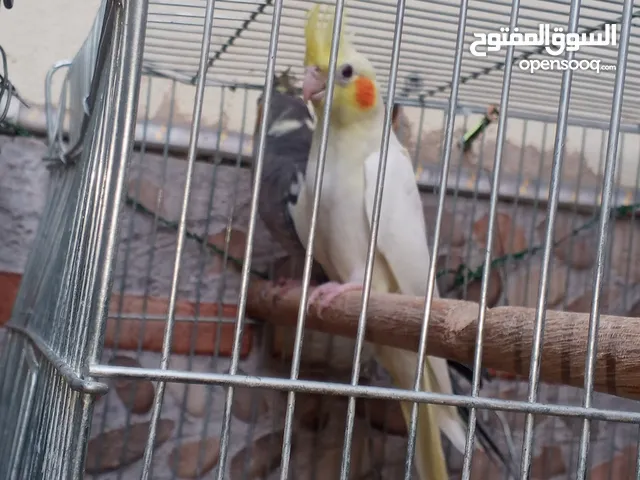 طائر كوكتيل للبيع