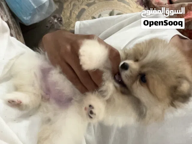 كلب بومرينيان تي كب انثى عمرها 58يوم عندها جواز و مايكرو شب شريحه الرقميه و مع قفص و ألعاب و كل شي
