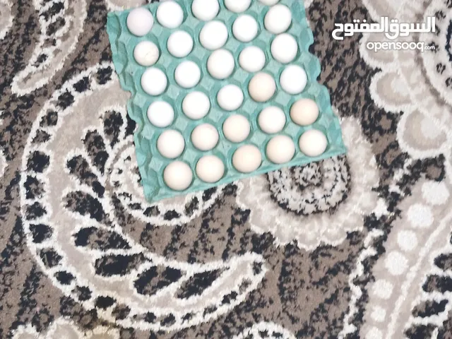 10 دجاج العرب خوش بيض حلو مرتب