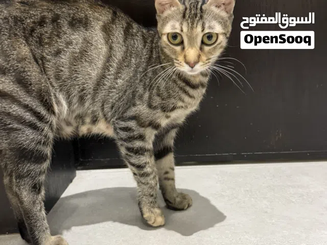 قطط بدون مقابل مالي