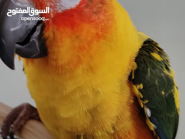 صن كنيور ربوه للبيع --------------------------------------------------------------_-----------------