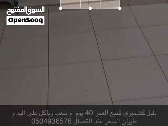 بلبل كشميري