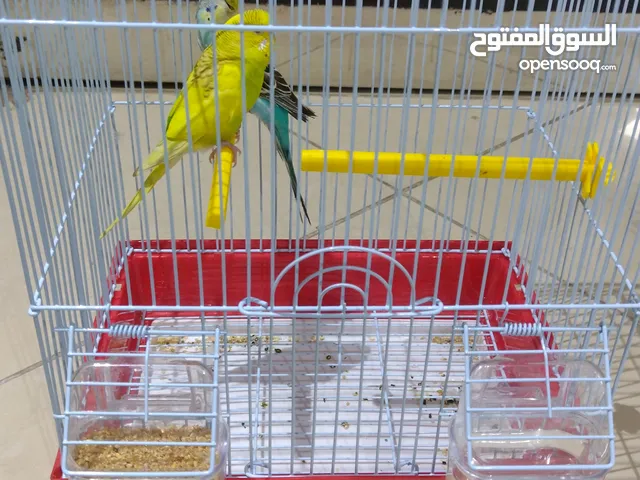 بادجي اليف ويوجد متزاوج ويوجد غير اليف ويوجد توصيل حسب المكان الي له خاطر يشتري جميل جدا وممتع