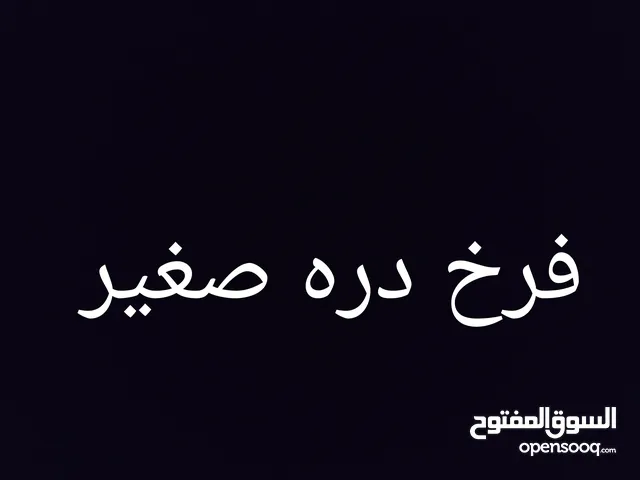 اريد فرخ دورة