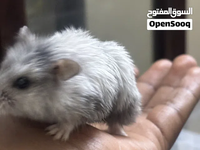 هامستر روسي قزم لو نادر