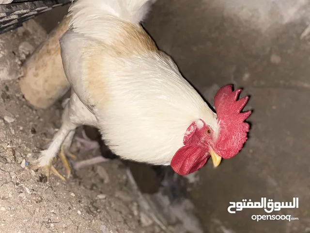 ديك عرب أبيض أصيل العمر 8 شهور