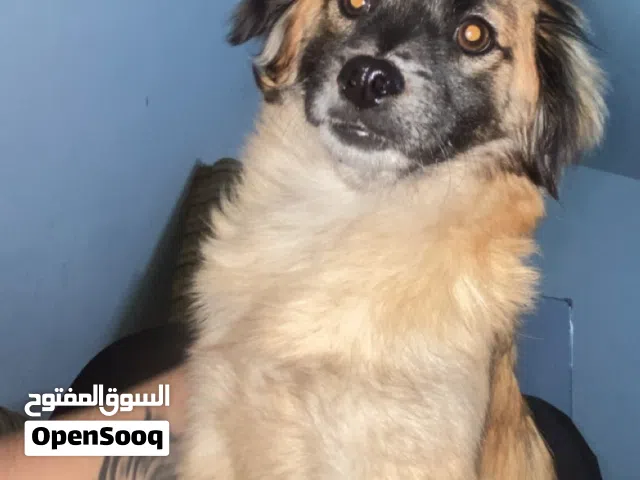 بيع لعدم التفرغ بسعر حرق 20 و الشراء مارح أقصر معو