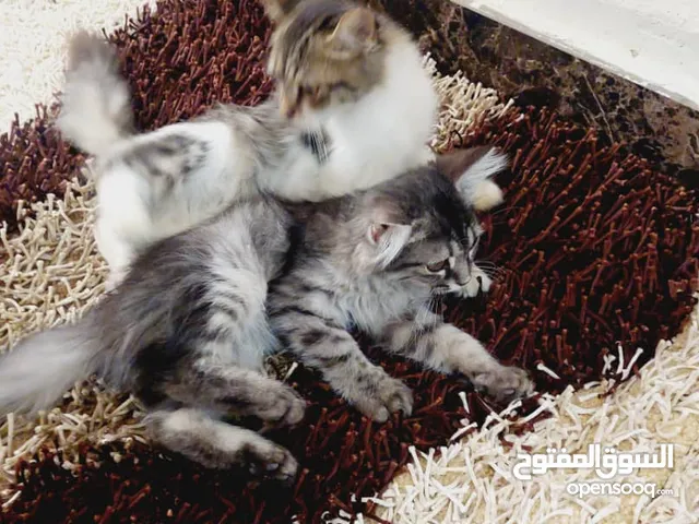 عندي زوز قطط سيامي ساوم وارفع بي سوم باهي