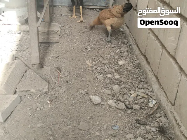 سلام عليكم دجاجه وديج   بيهن مجال