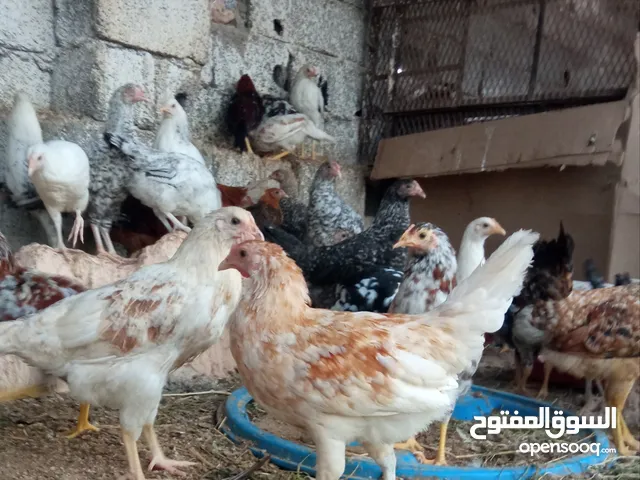 دجاج عربي العمر تلات شهور الا شوية