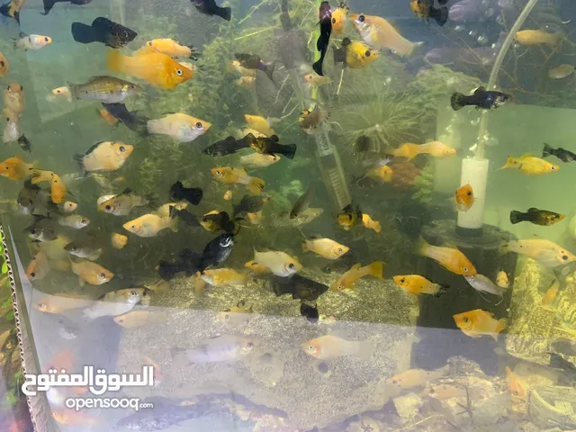 سمك مولي انتاج عراقي