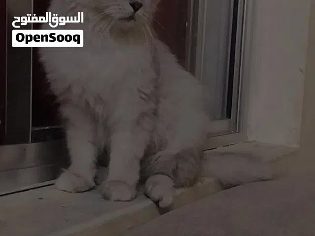 شيرازيه للبيع