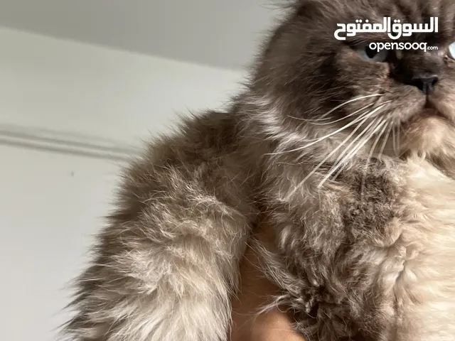 قط هملايا& بيرشن أليف جدا