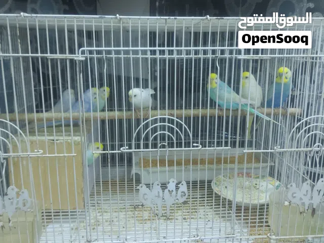 طيور بادجي منتجات فول صحه وياهم الافراخ والقفص انتاج فول العدد  13 طير ويه الافراخ
