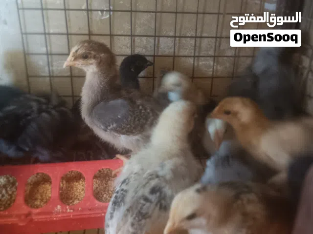 صوص بلدي عمر اسبوعين
