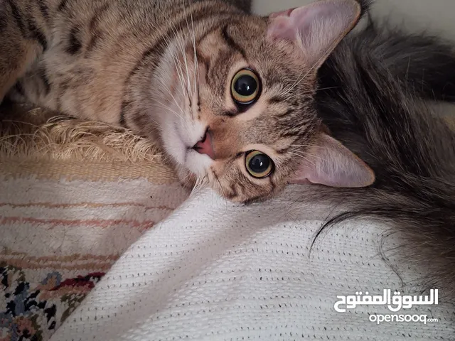 قط ذكر للتبني عمره سنة و 10 أشهر و 5 ايام (اقرأ الوصف لتفاصيل اكثر)