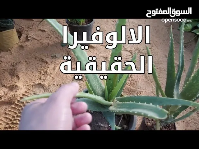 الألوفيرا الحقيقيه