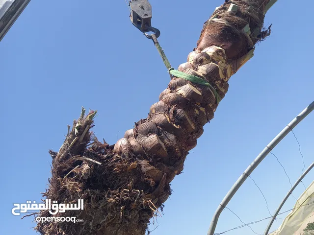 اشجار نخيل جميع الاطوال