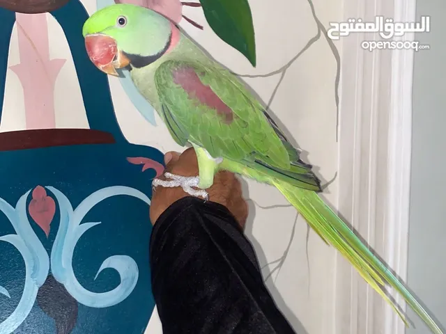 بغبغاء نيبالي ذكر اليف جدا للبيع فقط عاجل