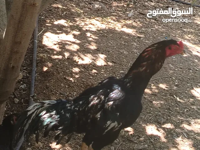 ثلاث ديوك - 2 باكستاني وواحد ألماني