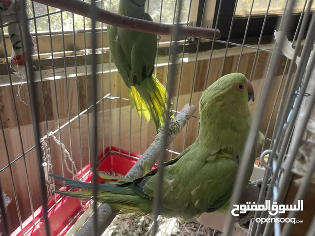 جوز درة للبيع