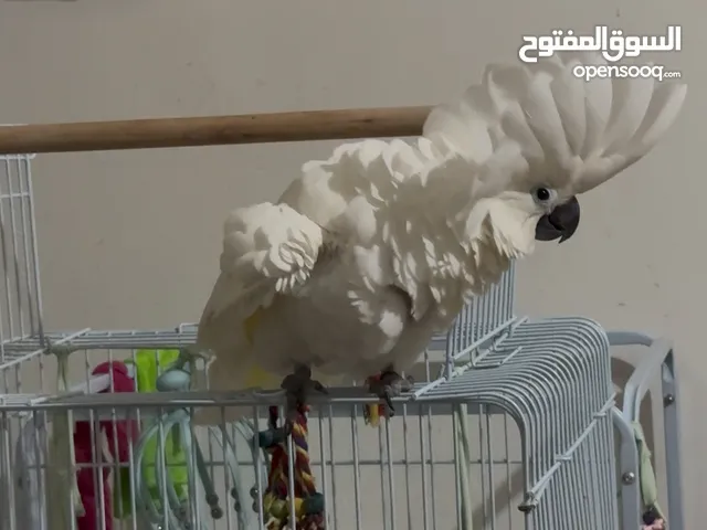 Umbrella cockatoo