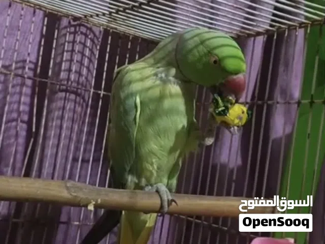 دره أفريقي اليف